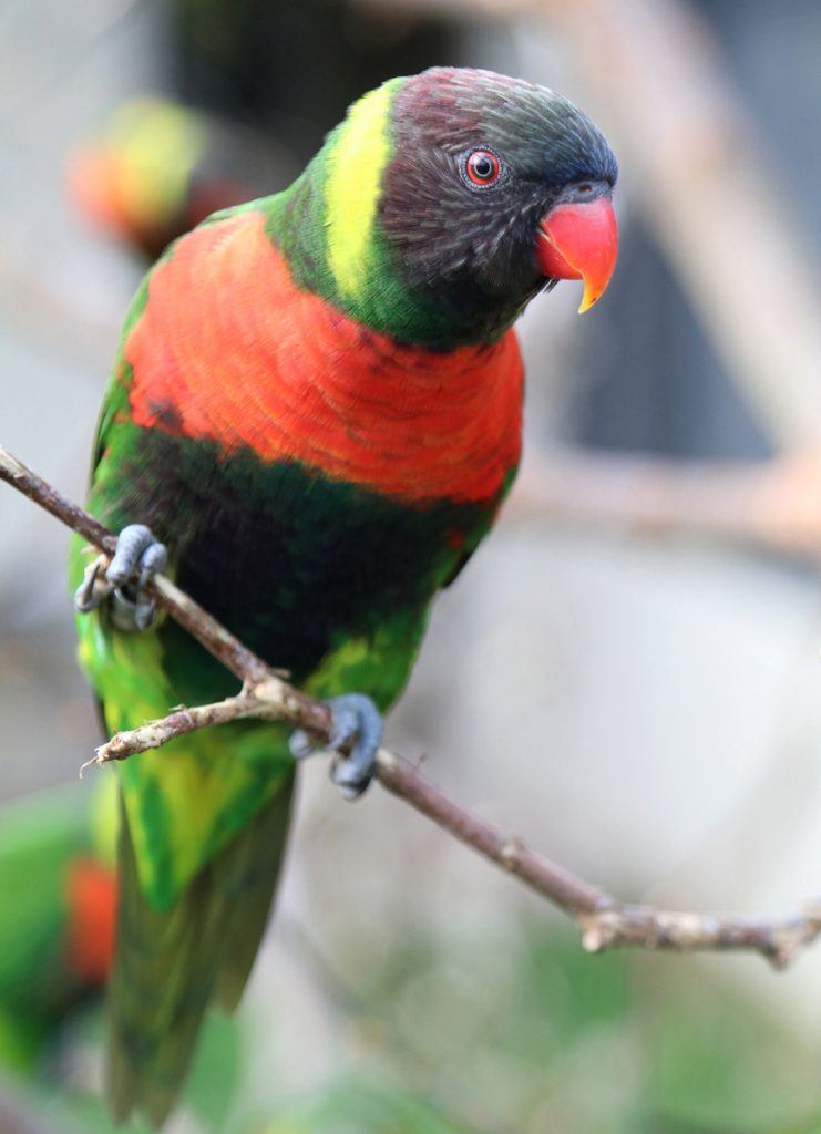 Mitchell's Lorikeet adult at Paradise Park In Cornwall