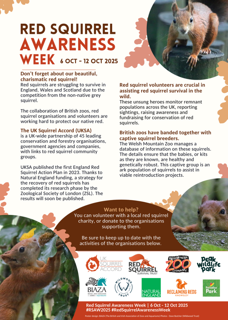 Red Squrriel Awareness Week SAW 2025
