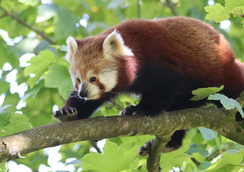 Suri putting her best foot forward Paradise Park Wildlife Sanctuary