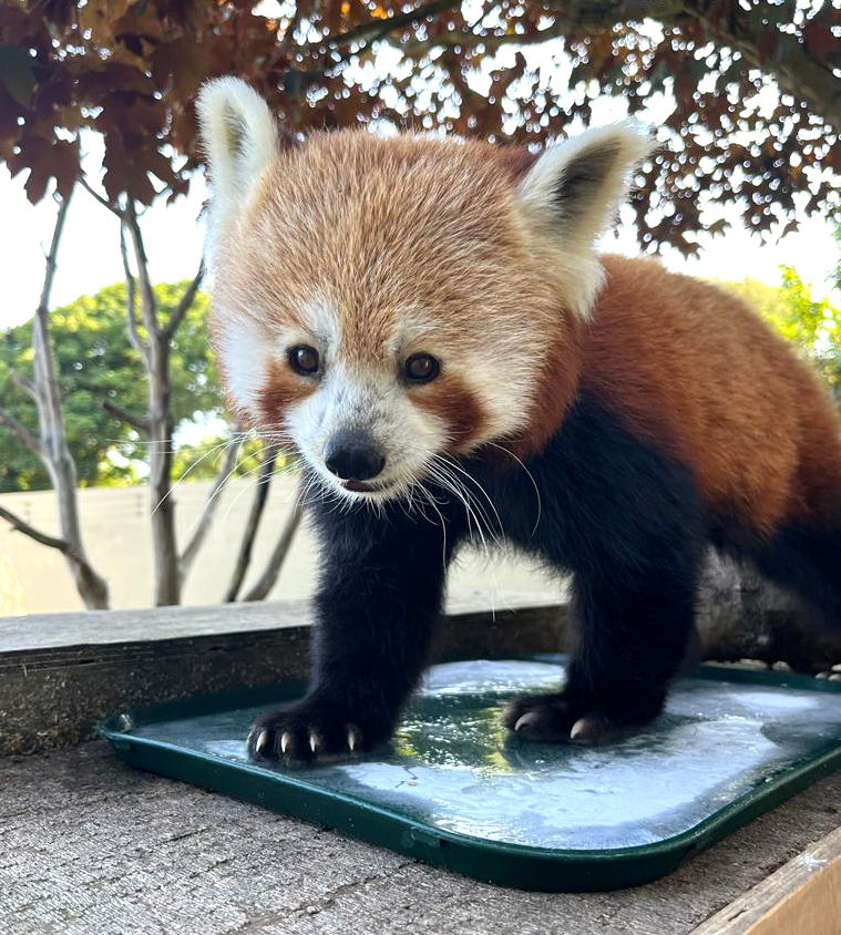 Suri the Red Panda on ice on a hot day