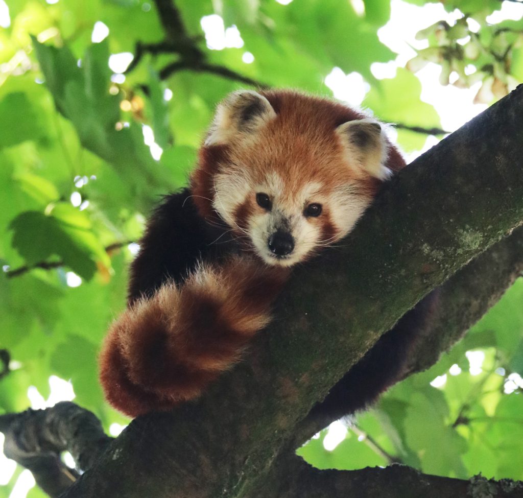 Suri the Red Panda relaxing in a tree at Paradise Park Wildlife Sanctuary