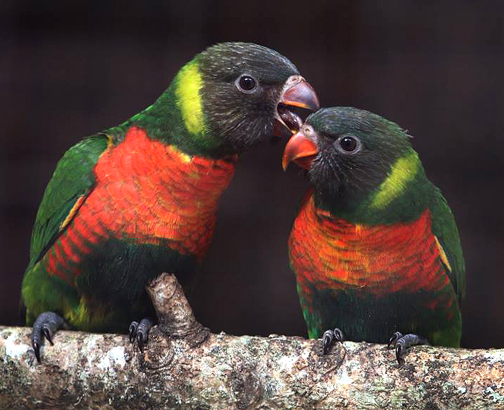 Two young Mitchell's Lorikeet at Paradise Park Cornwall