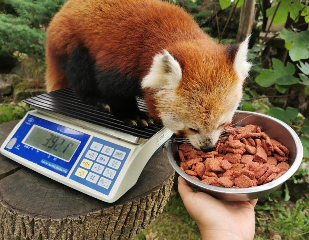 Weigh in Suri by Keeper Emma at Pardise Park Wildlife Sanctuary Cornwall