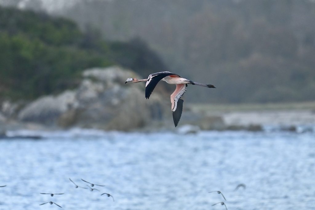 Frankie the flamingo by Michael Belliot, Brittany, France
