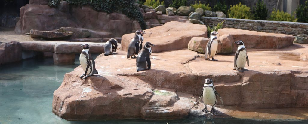 Penguins at Paradise Park
