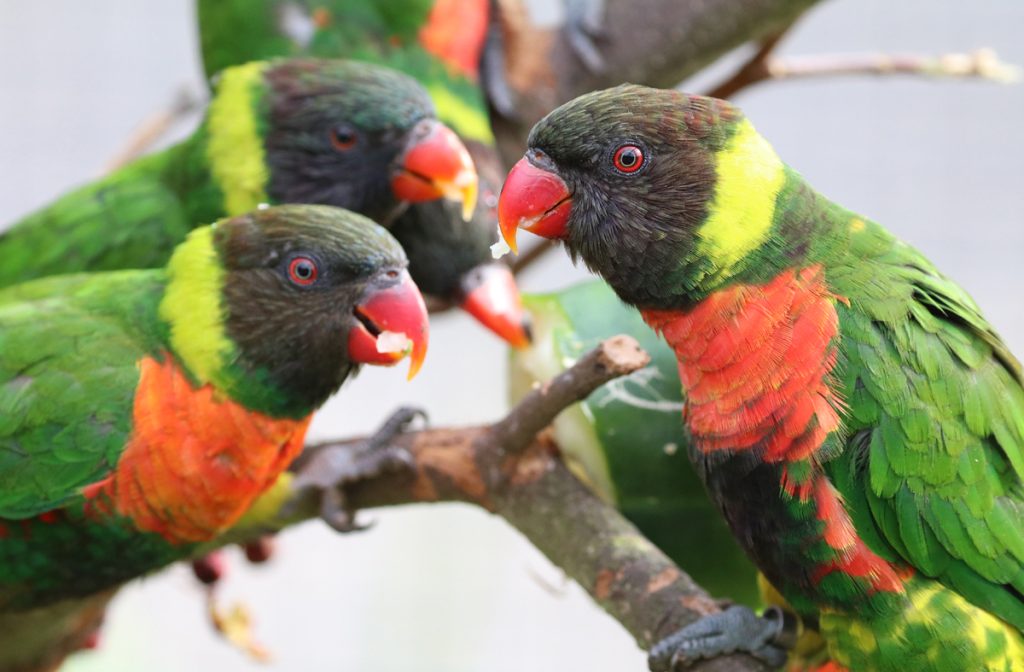 Mitchell's lorikeet group eating apple