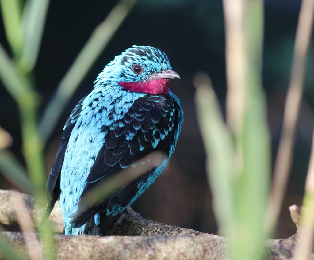 Spangled Cotinga by Alison Hales