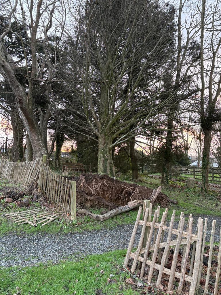 Storm Goretti Damage