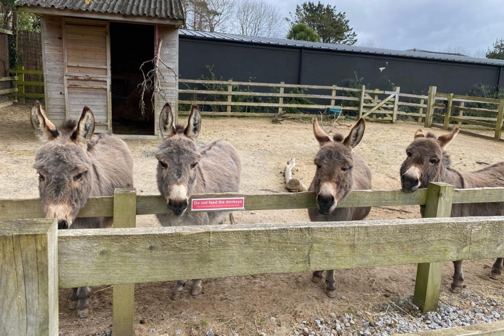 Donkeys on the Fun Farm