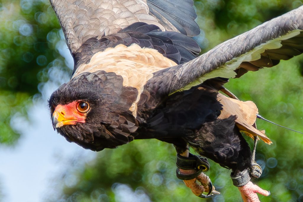 Angelo during the Eagles of Paradise Display