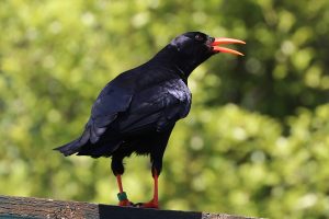 Chough in the flying show