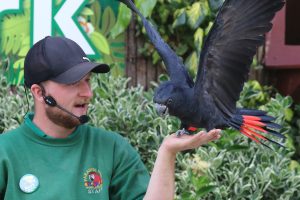 Matt and Ross at the Free Flying Bird Show