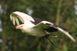 Tangee the Palm-nut Vulture