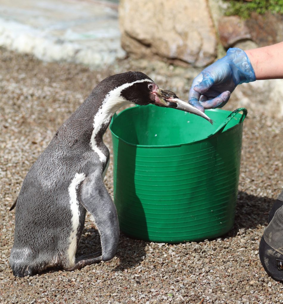 Penguin Spneb feeding time at 38 years old B