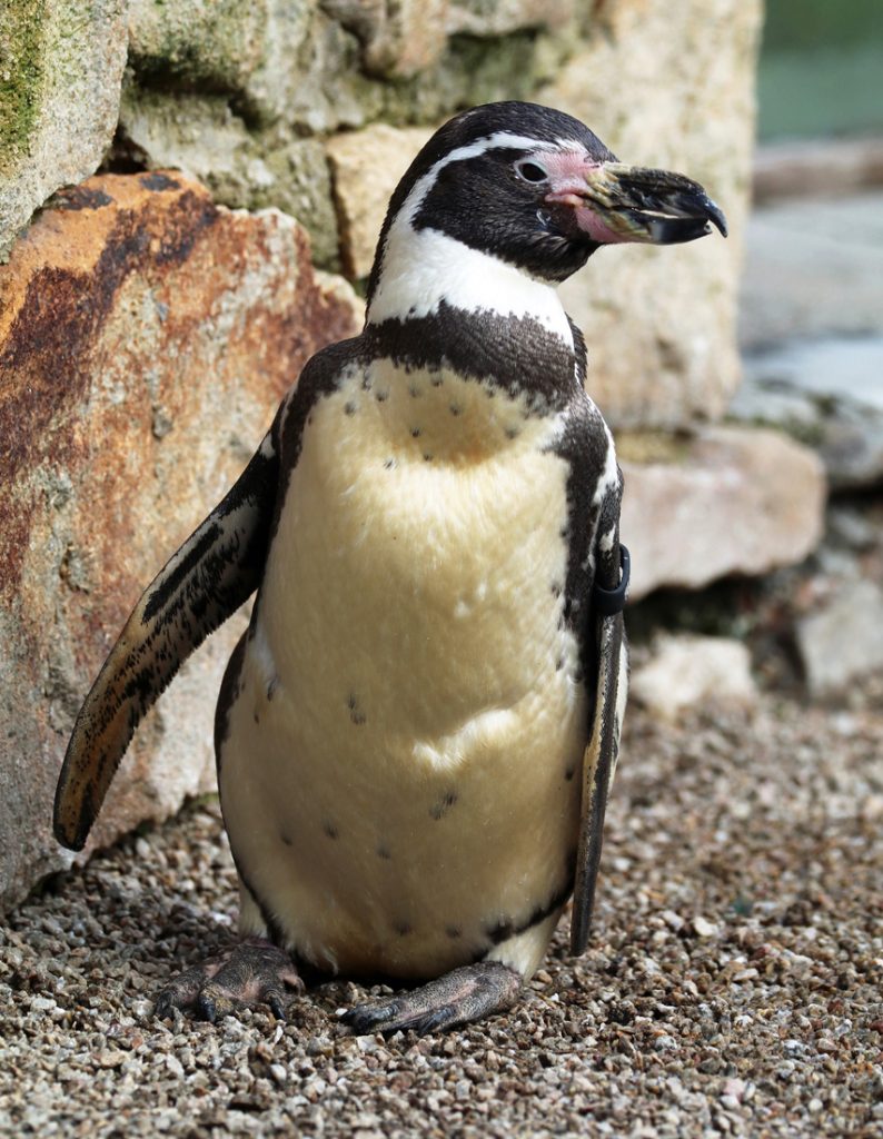 Spneb the penguin at 38 years old Paradise Park in Hayle
