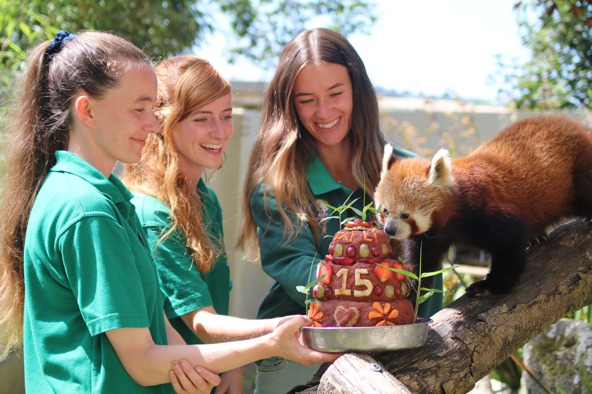 Keepers Caitlin, Lauren and Amy presenting Jai-Li with her 15th Birthday Cake at Paradise Park in Hayle