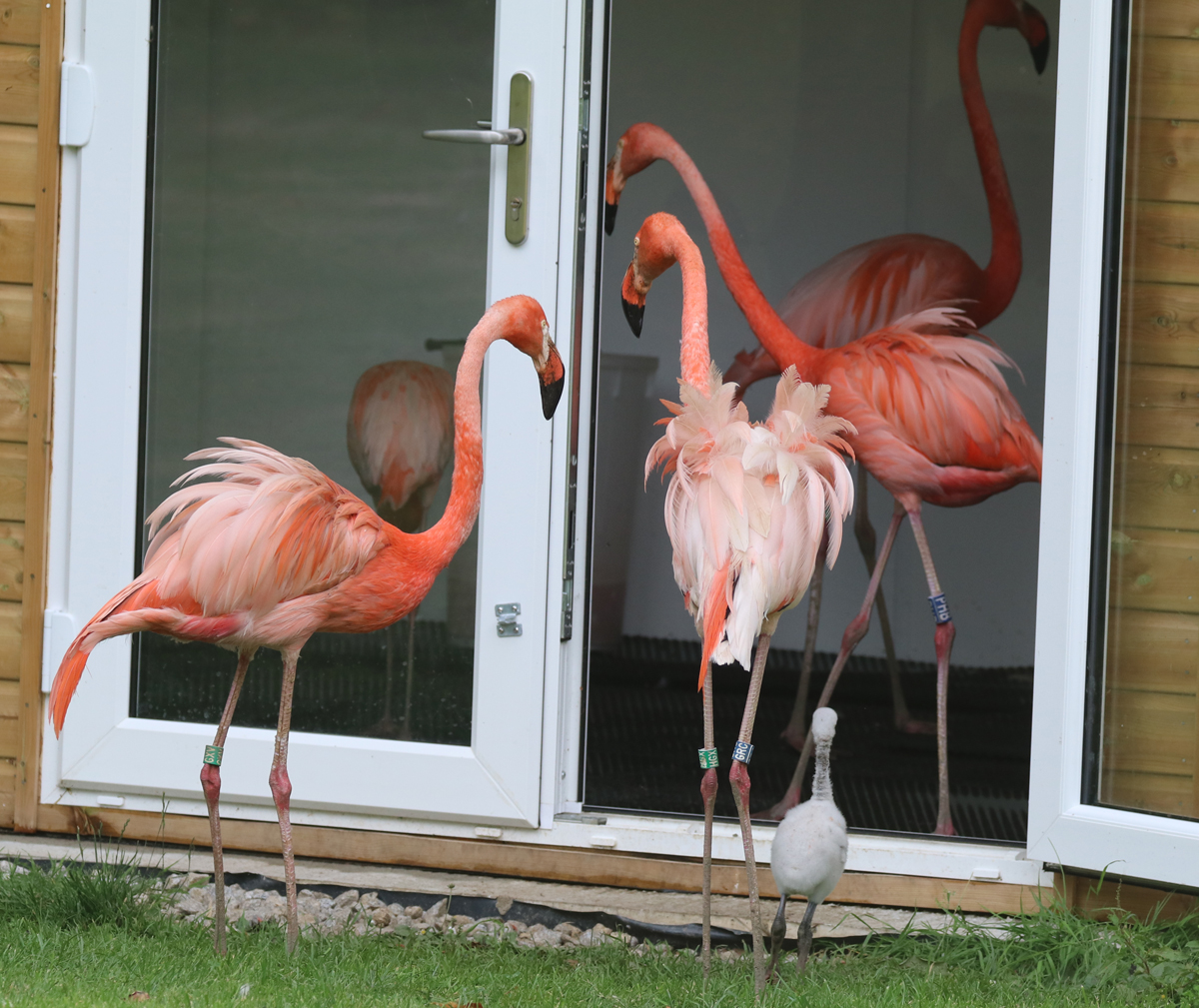 Chick being shown the flamingo garden room