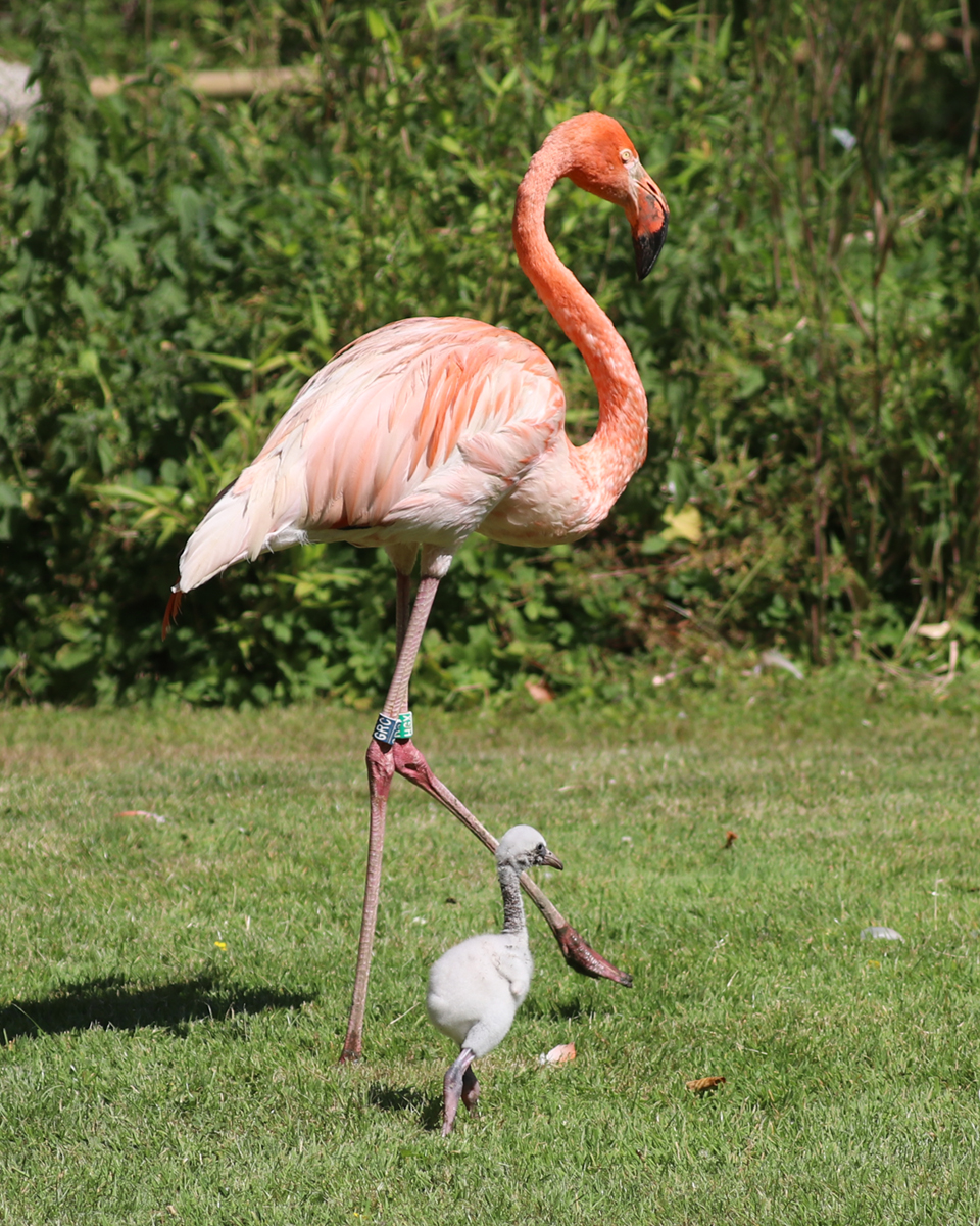 Edwina and her chick walking with mum