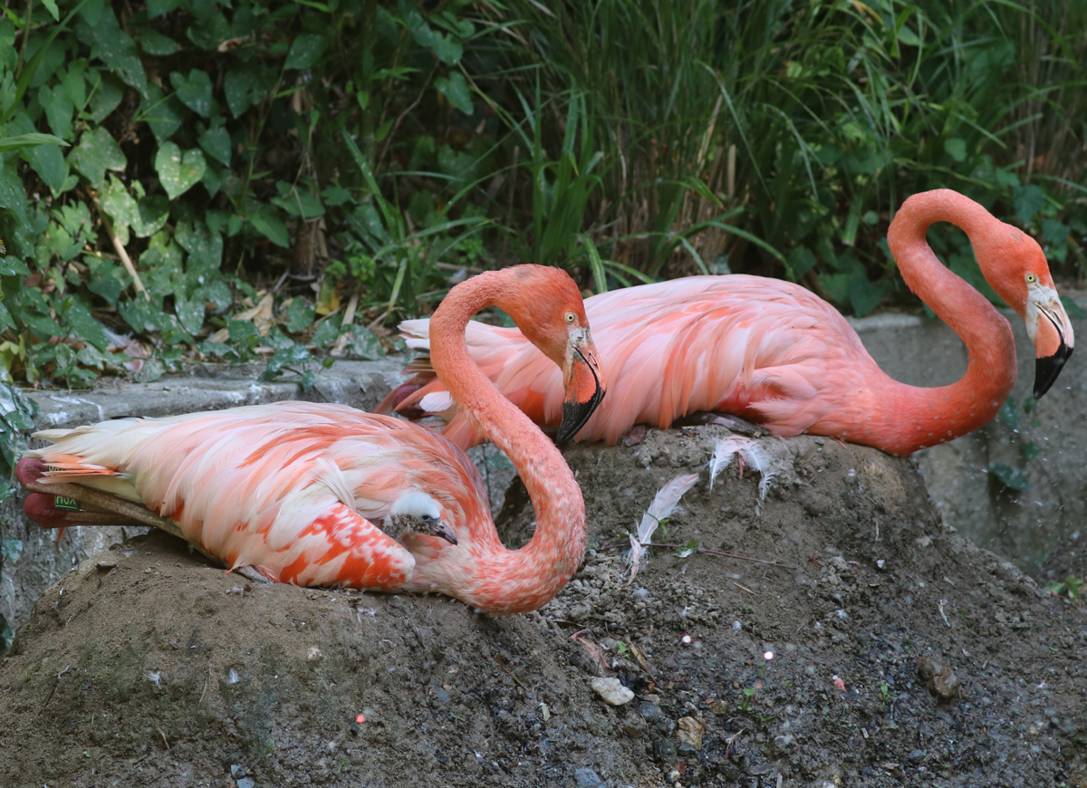 Edwina, chick and Penelope the flamingos