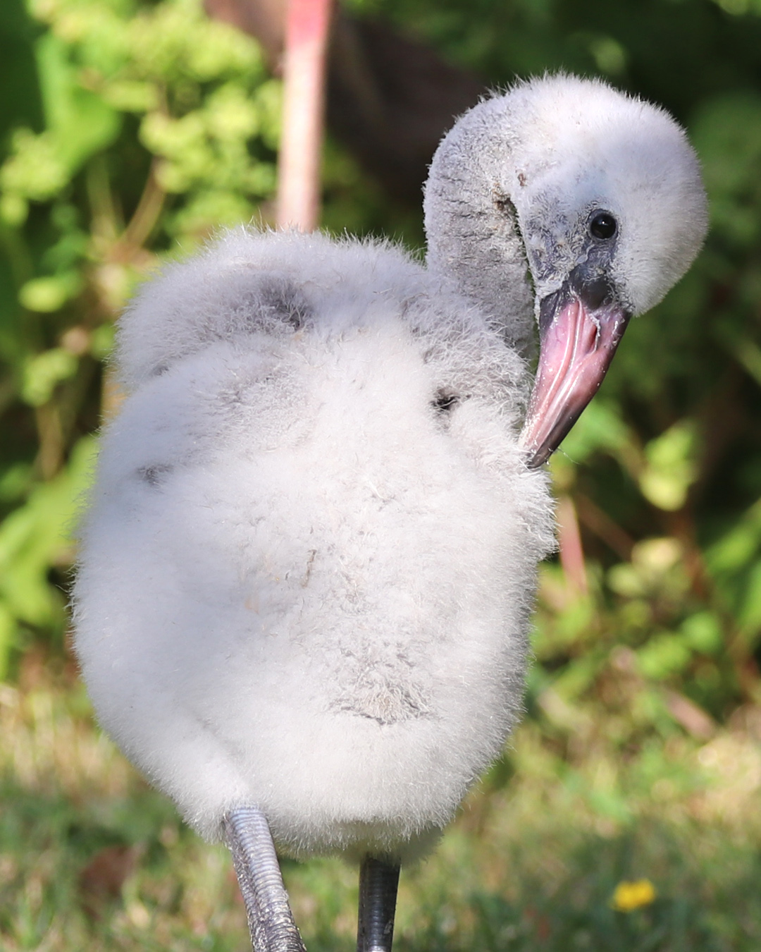 Flamingo Jude preening