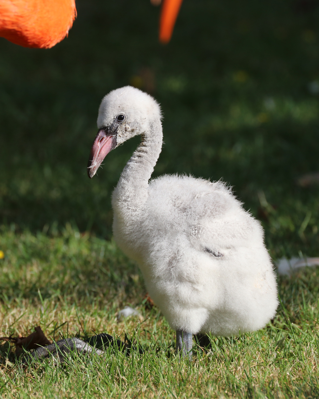 Flamingo Jude sitting on the grass
