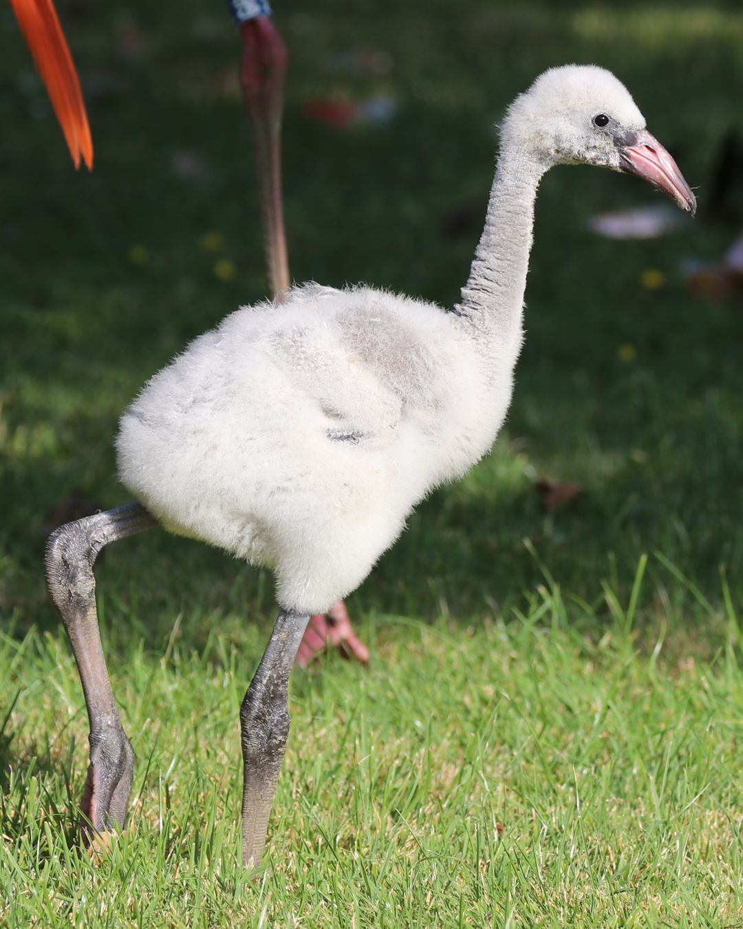 Flamingo Jude walking