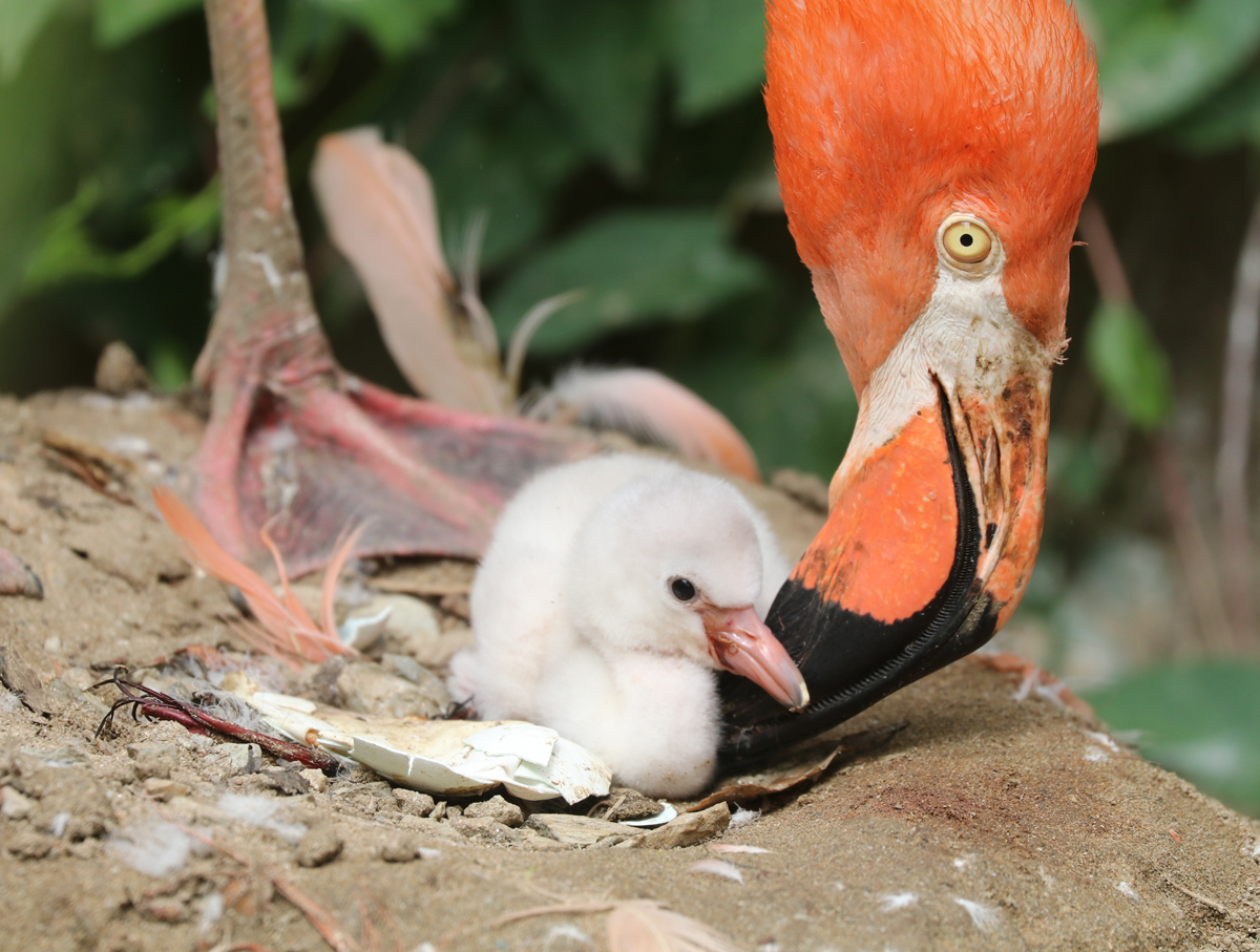 Flamingo chick and parent Edwina at Paradise Park in Hayle, Cornwall