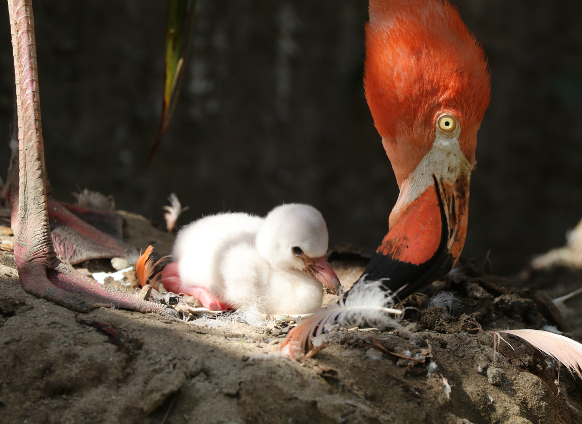 Flamingo chick at evening time