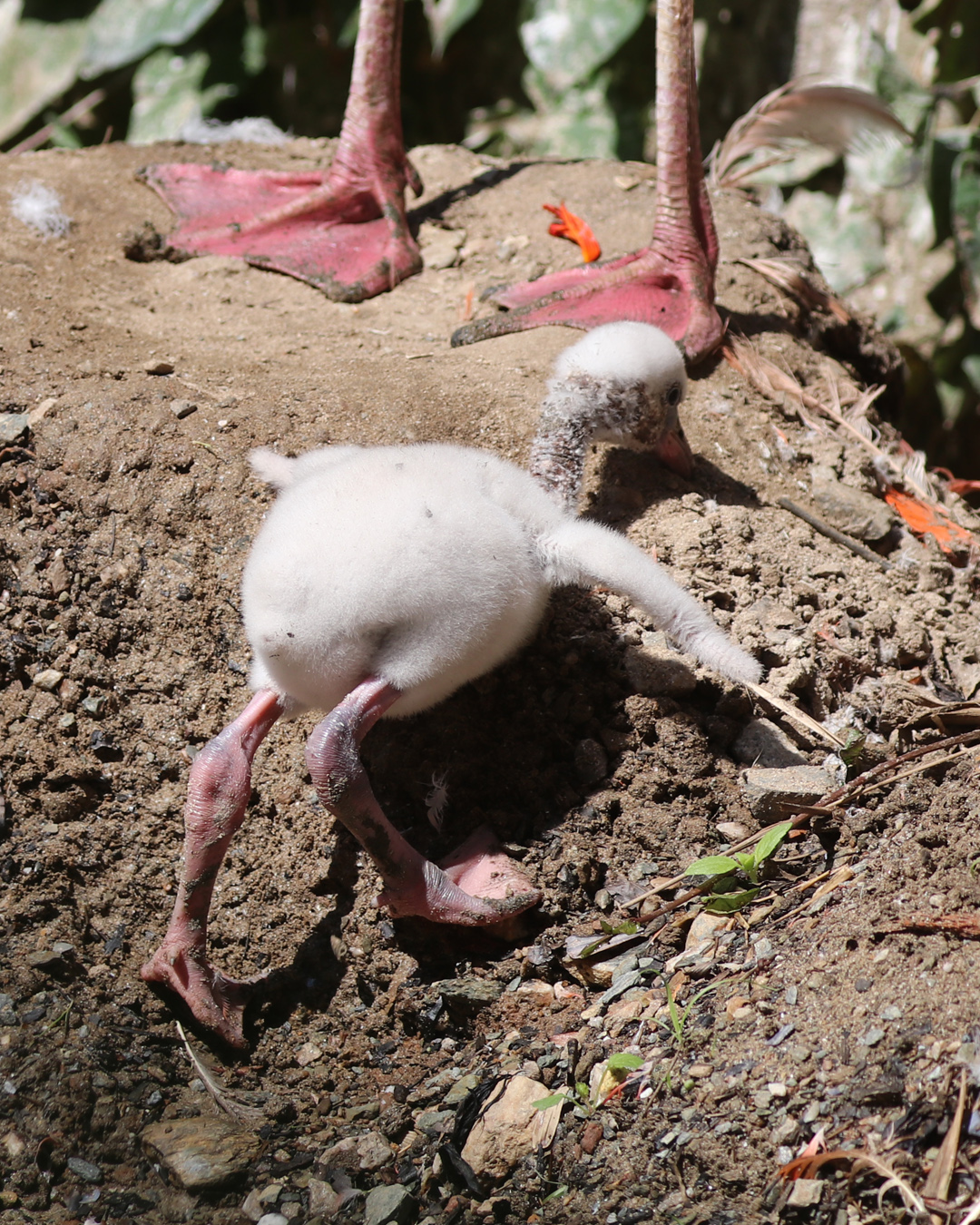 Flamingo chick climbing the nest 2