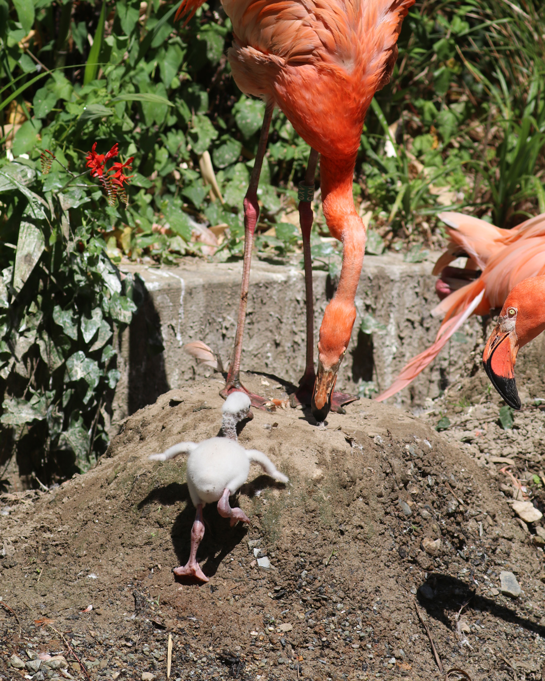Flamingo chick climbing the nest