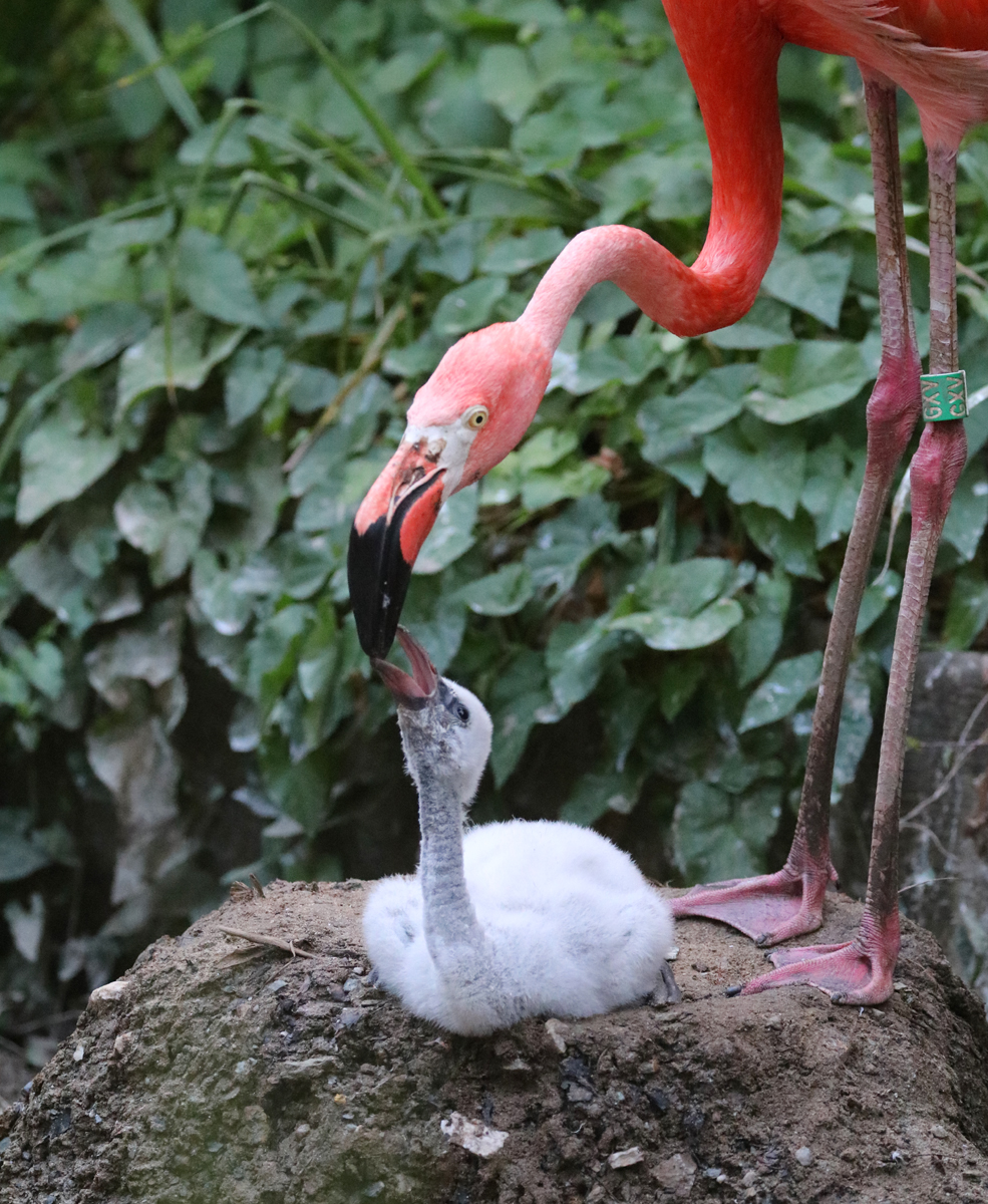 Flamingo chick feeding