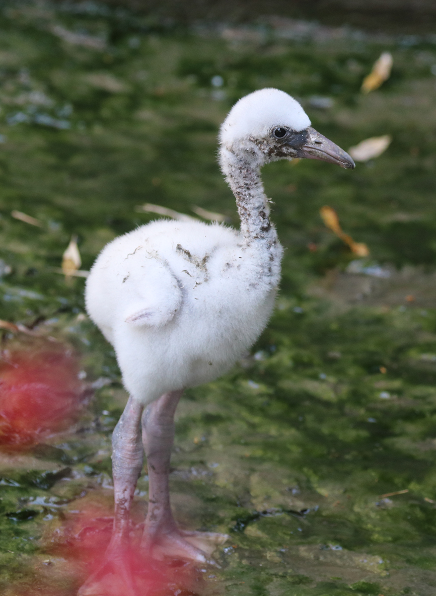 Flamingo chick growing so fast