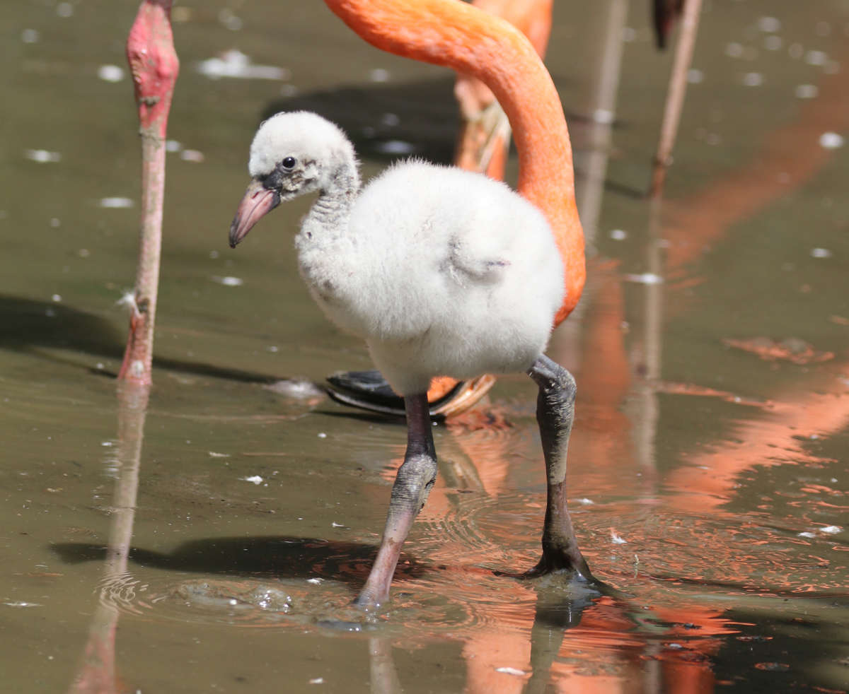 Flamingo chick in the lagoon