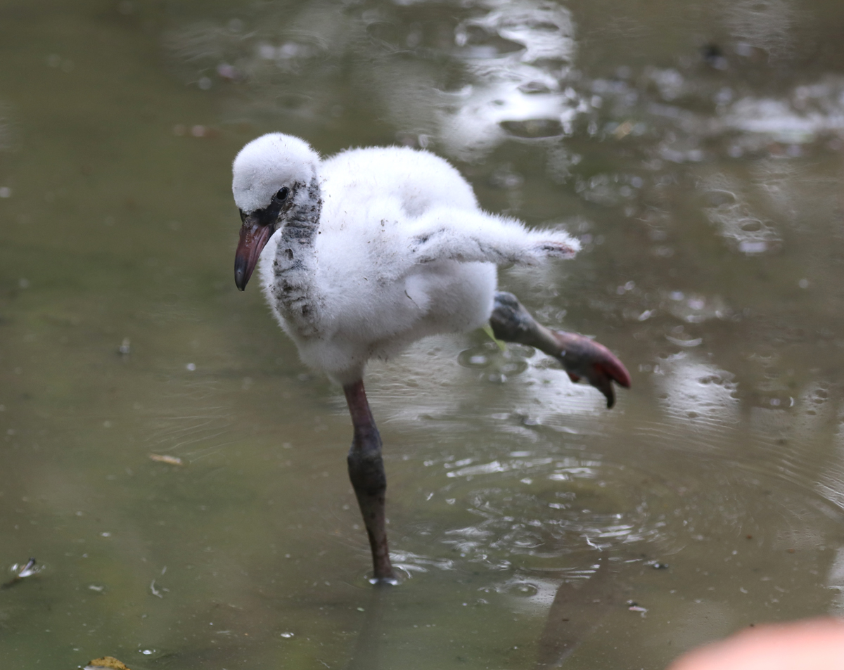 Flamingo chick stretching out