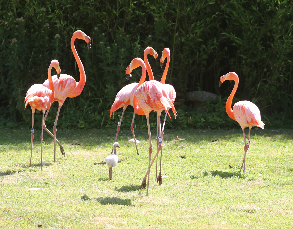 Flamingo chick meeting the flock