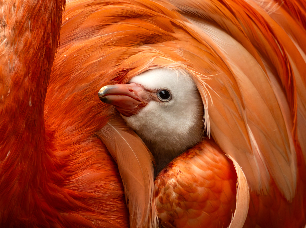 Flamingo chick popping head out of Edwina's wings Paradise Park Hayle Cornwall By Josh Ryan Murray