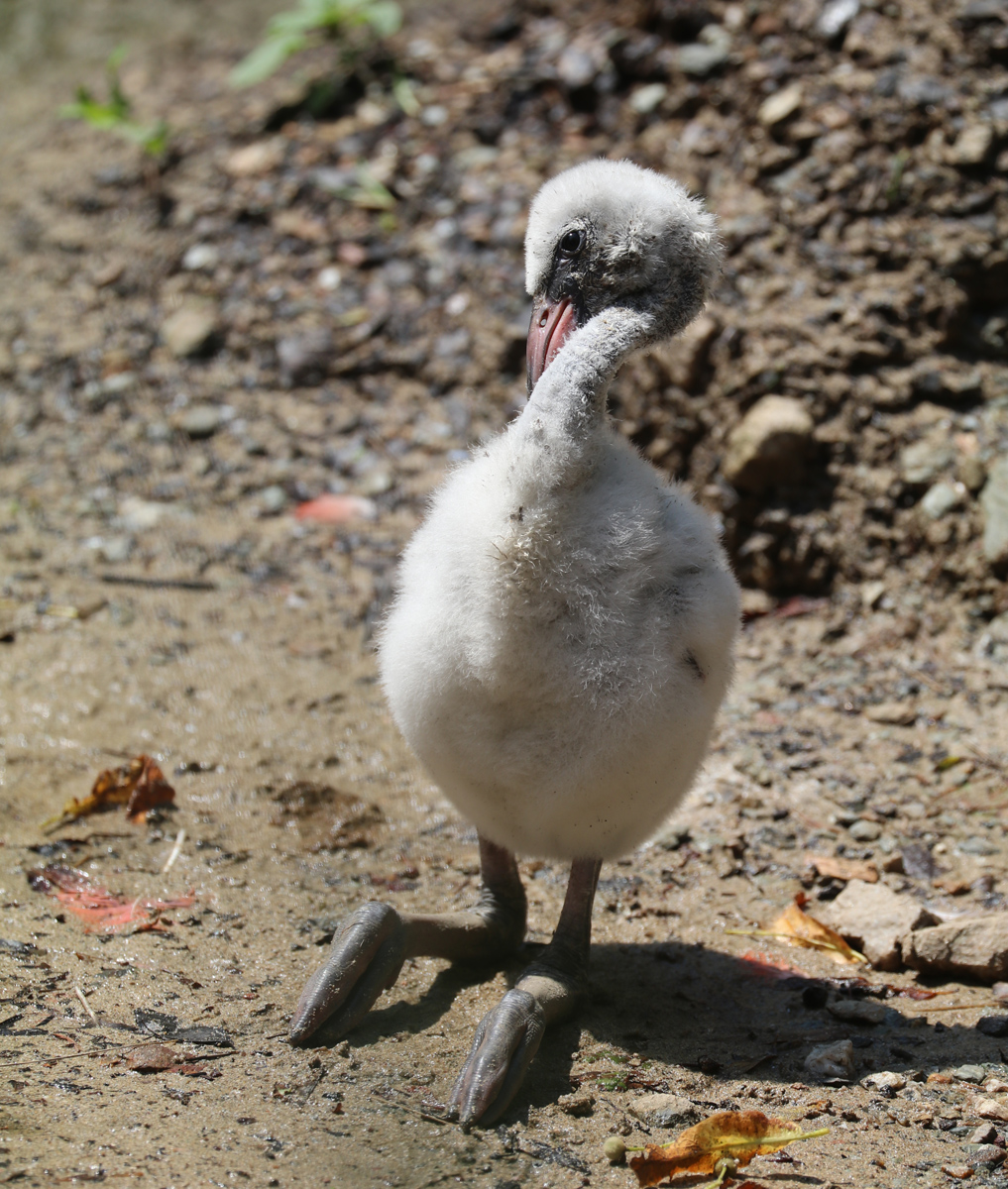 Flamingo chick preening