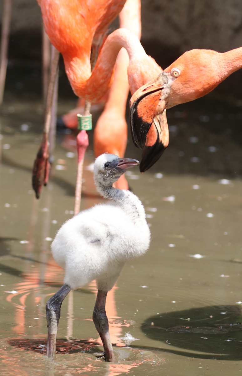 Flamingo chick ready for feeding