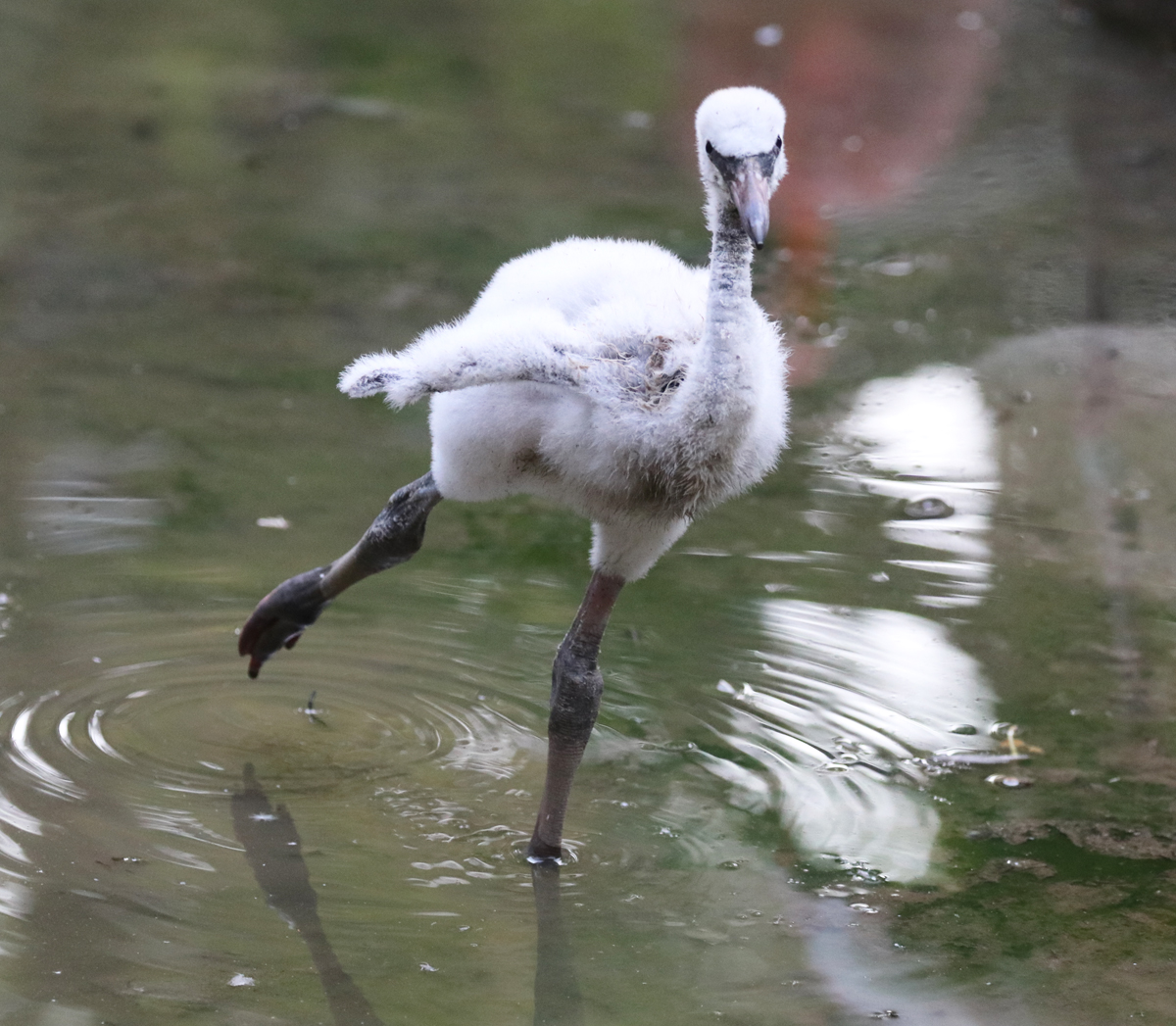 Flamingo chick shall we dance