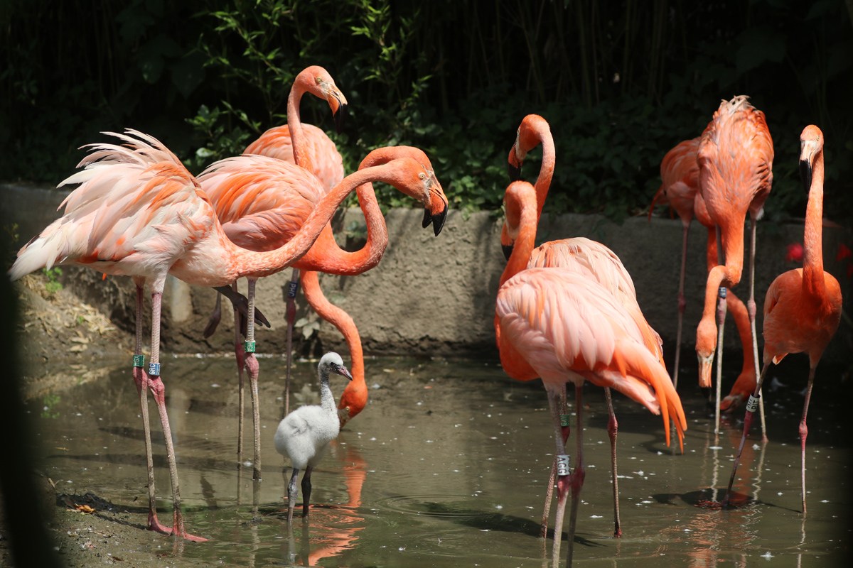 Flamingo chick standing tall in group