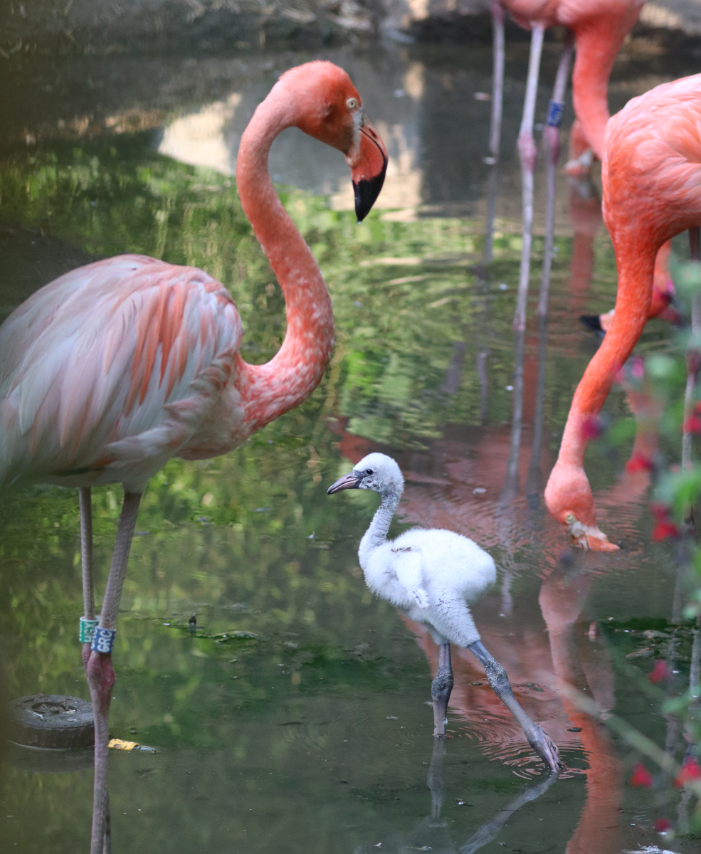 Flamingo chick stretching that leg