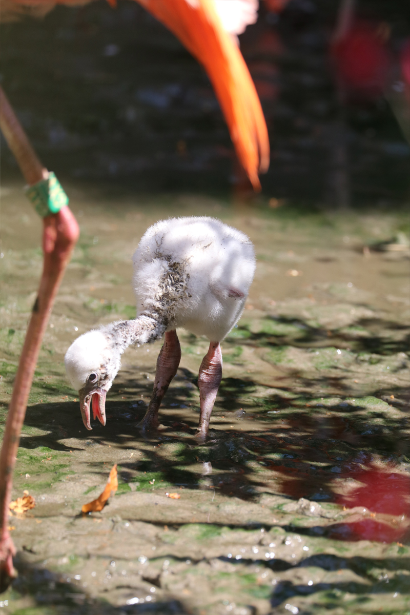 Flamingo chick trying the lagoon algae