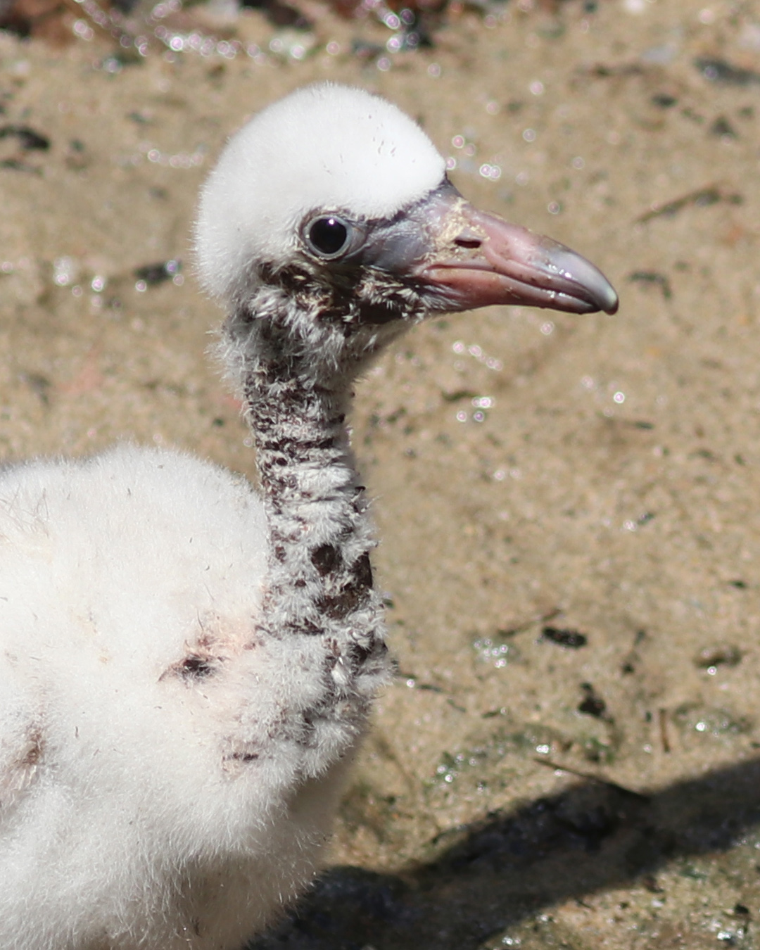 Flamingo chick up close