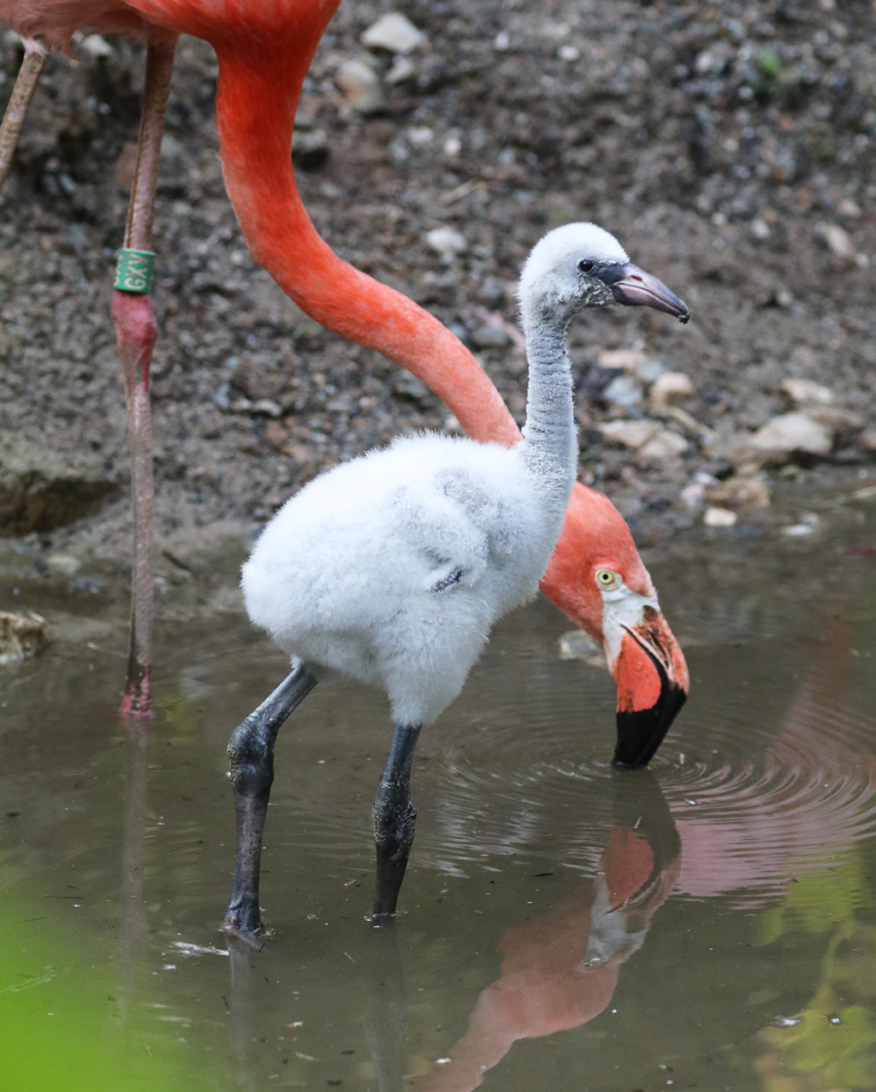 Flamingo chick day 16