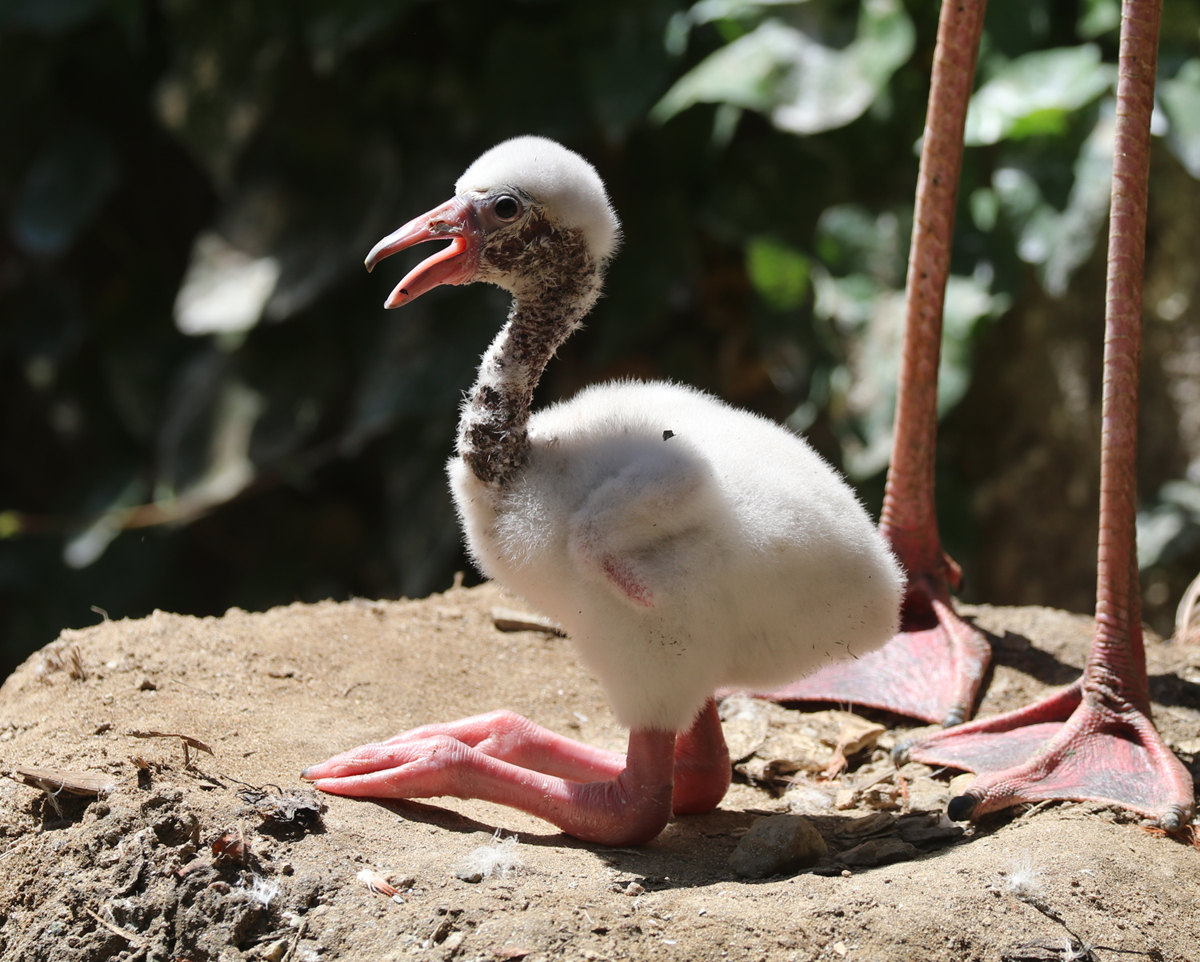 Flamingo chick day 7 2026