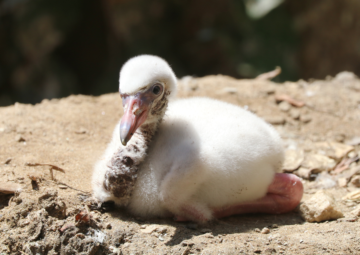 Flamingo chick day 7 2026