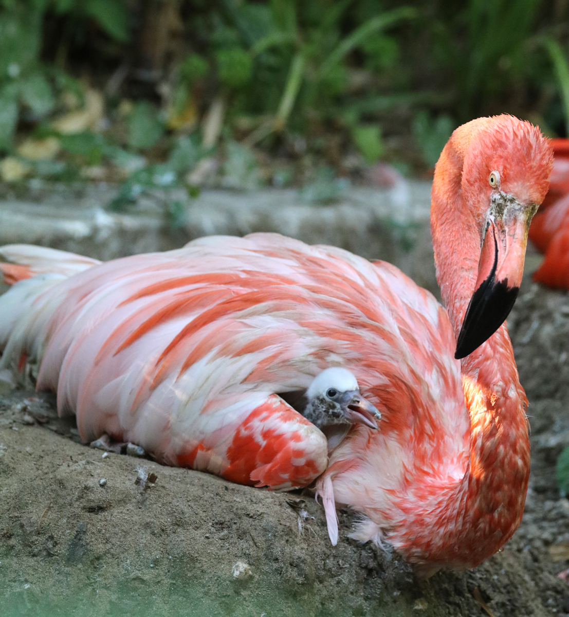 Flamingo chick day 7 2026
