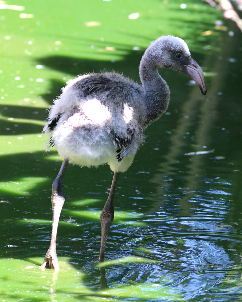 Jude Walking in the lagoon
