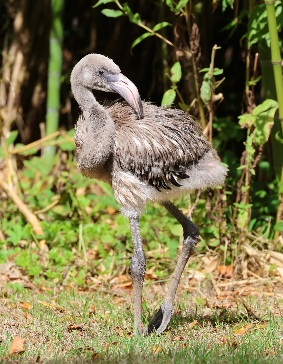 Jude flamingo chick Aug 30th 2026 5