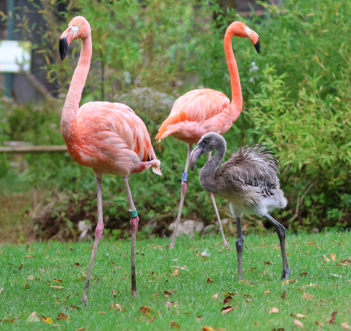 Jude flamingo chick Aug 30th 2026 6